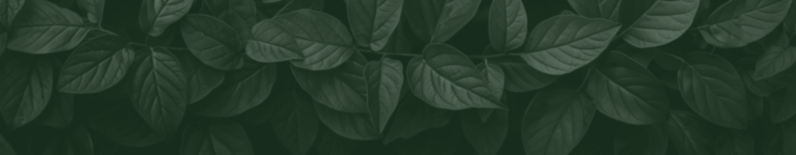 Fundo de Folhas